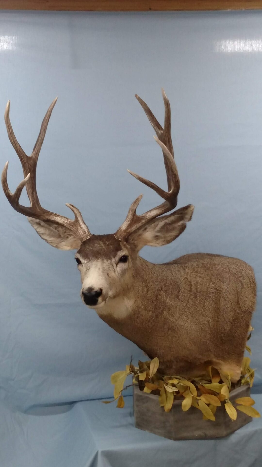Front right shot of deer taxidermy available for sale