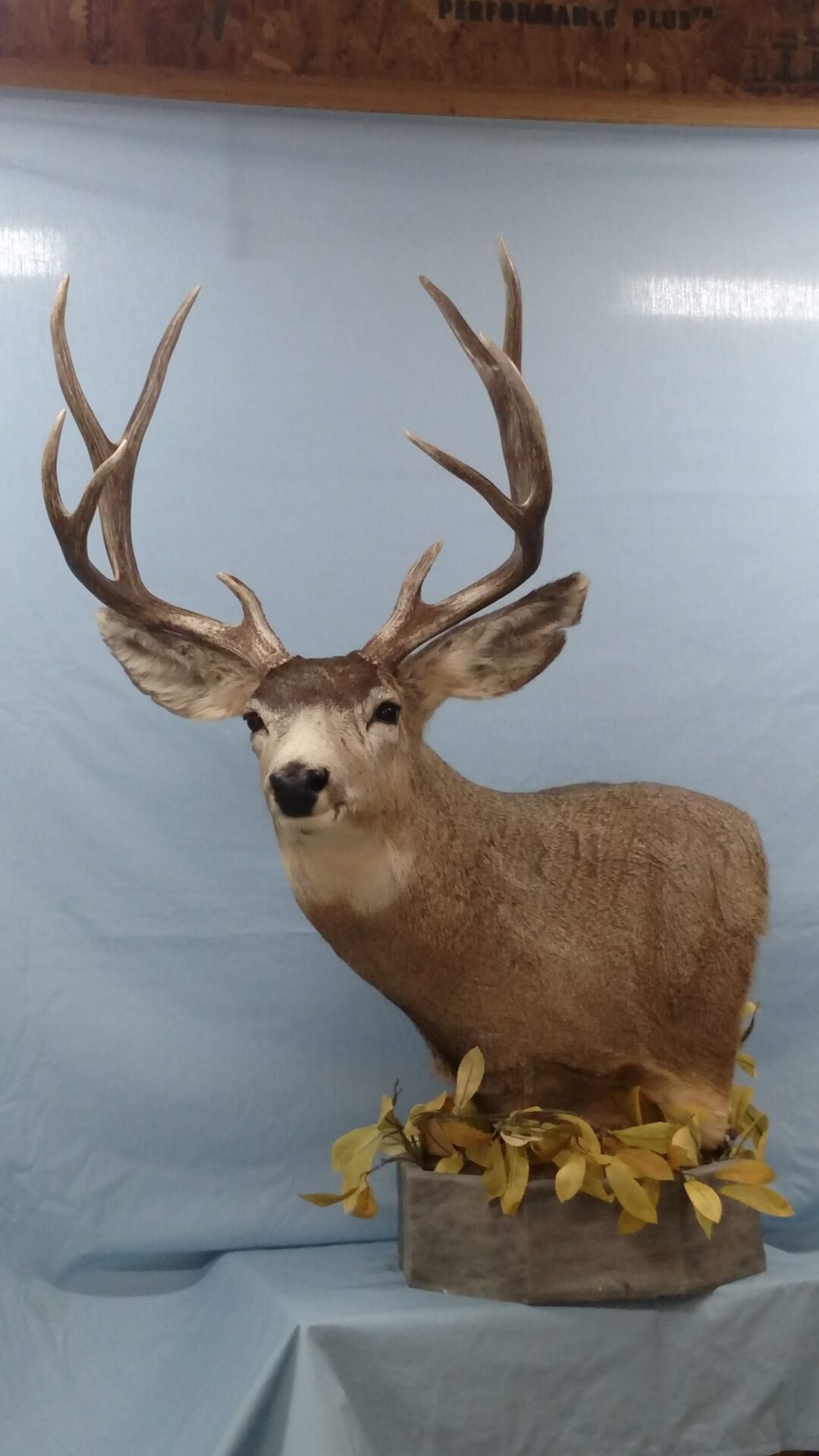 Front right view of deer taxidermy available for sale