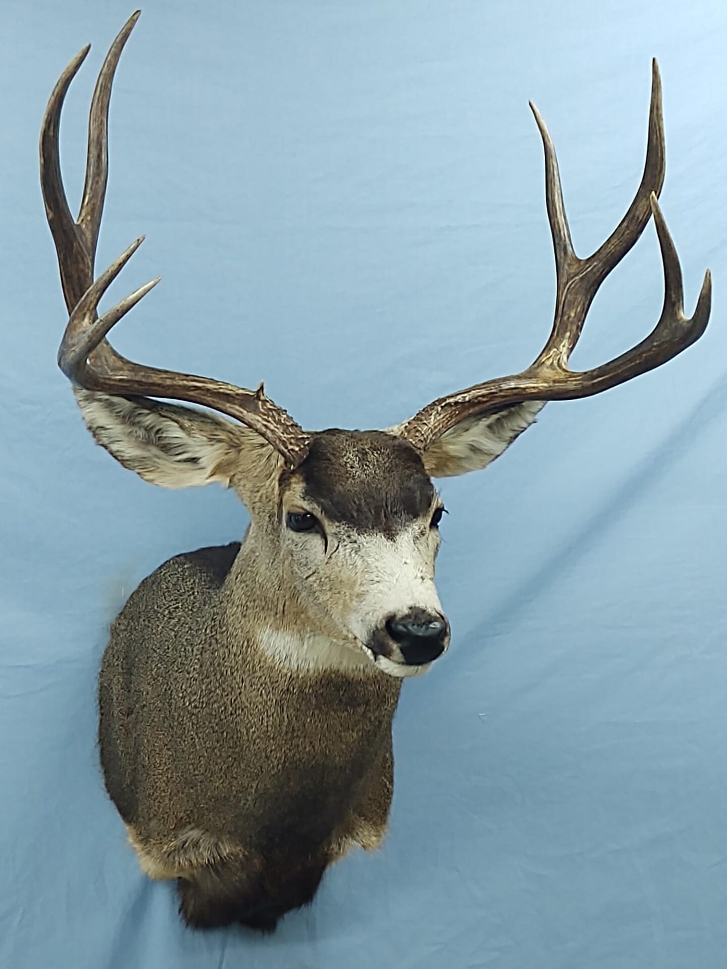 Front side view of deer taxidermy available for sale