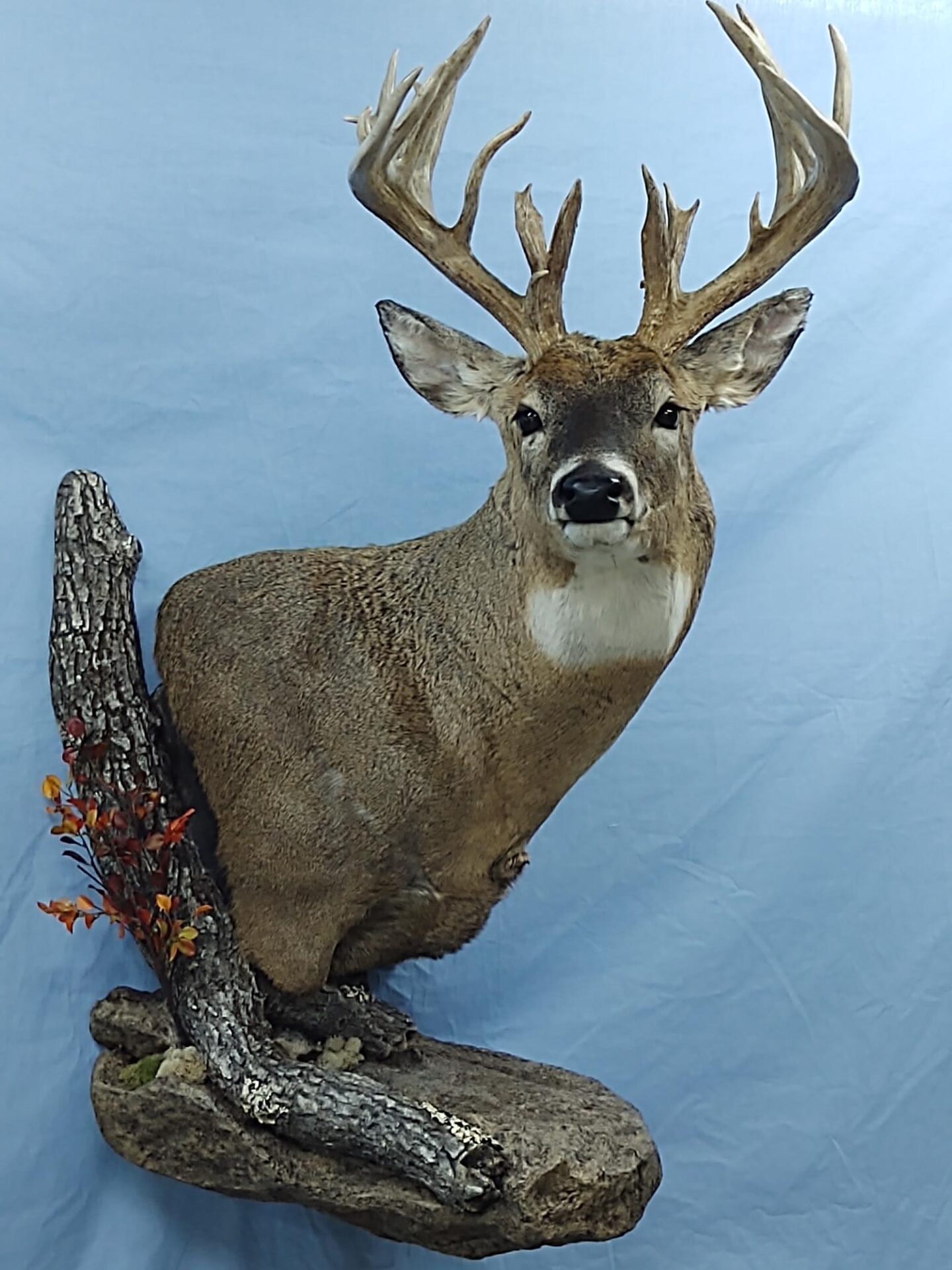 Front left view of deer taxidermy available for sale