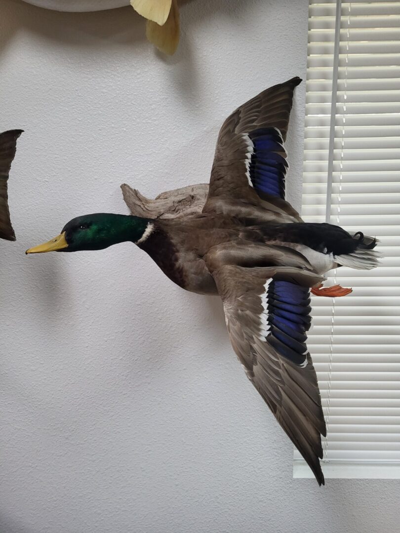 Flying waterfowl taxidermy available for sale