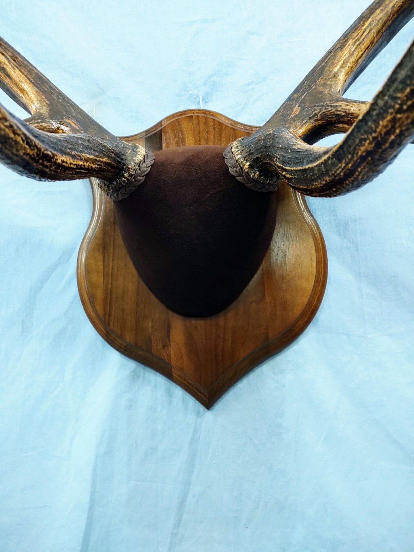 Close front shot of an Elk Taxidermy available for sale