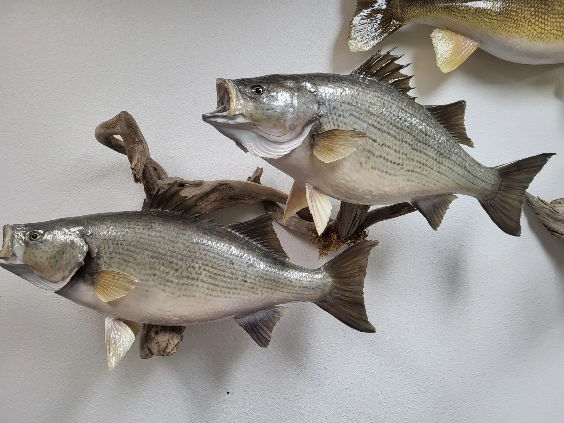 Varied range of fish taxidermy is available for sale