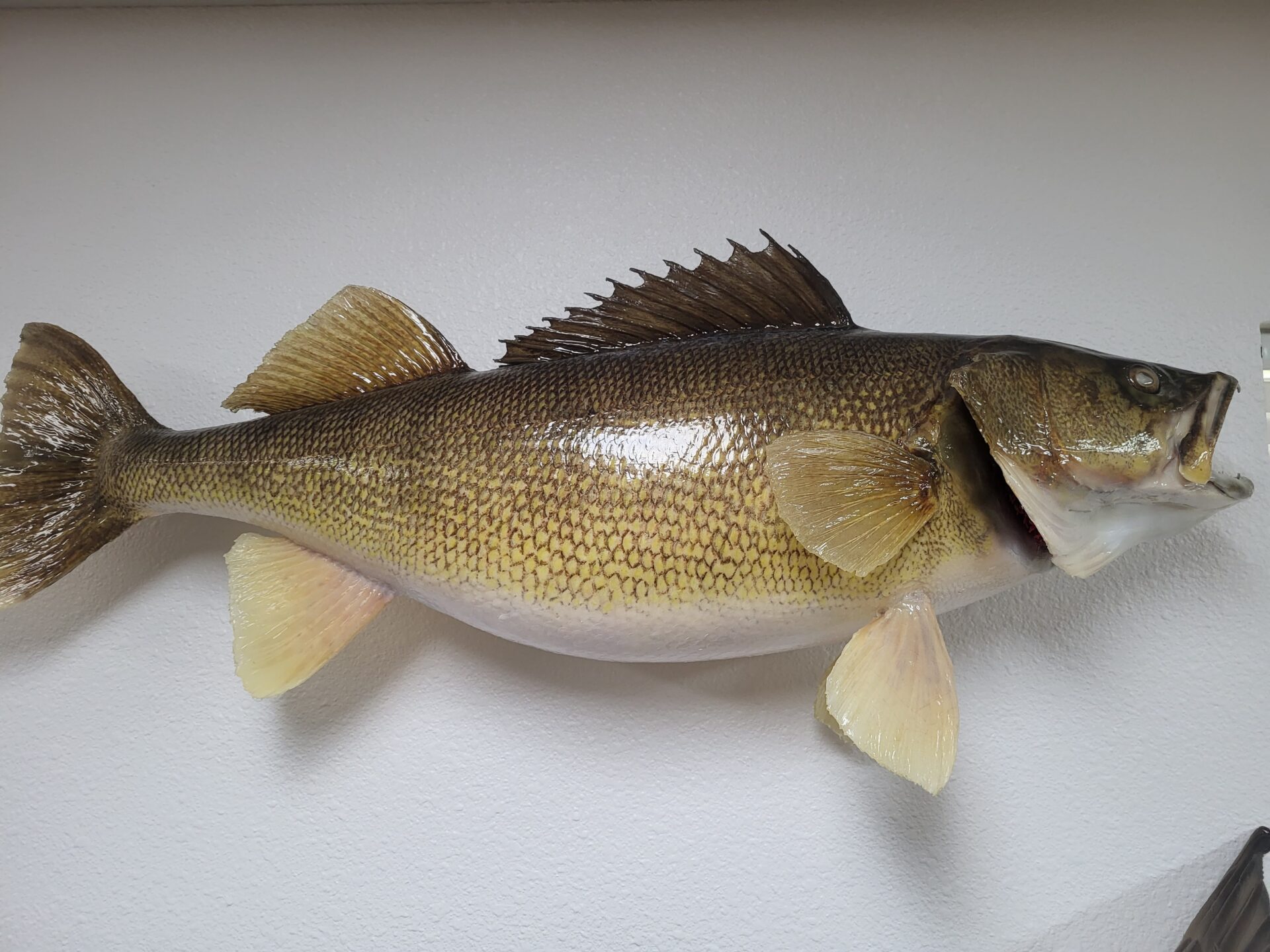 Detailed work goes into creating all fish taxidermy