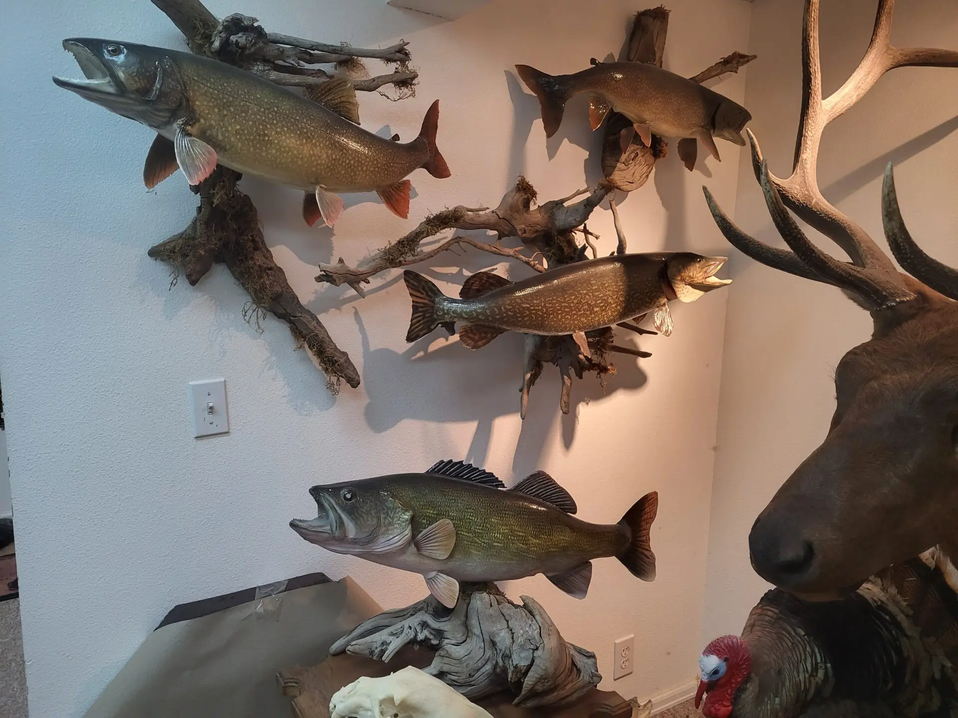 Huge collection of fish taxidermy at the gallery