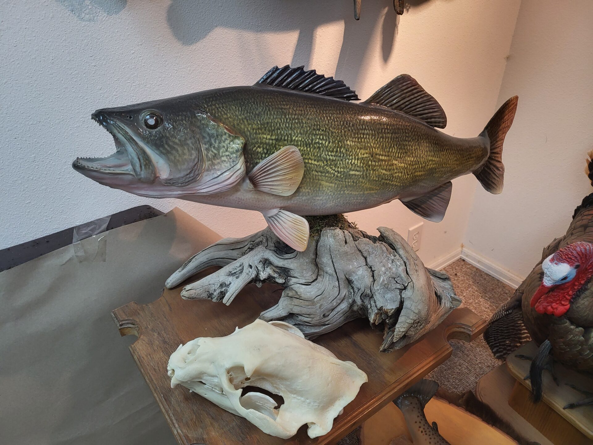 A beautiful fish taxidermy for display at the gallery