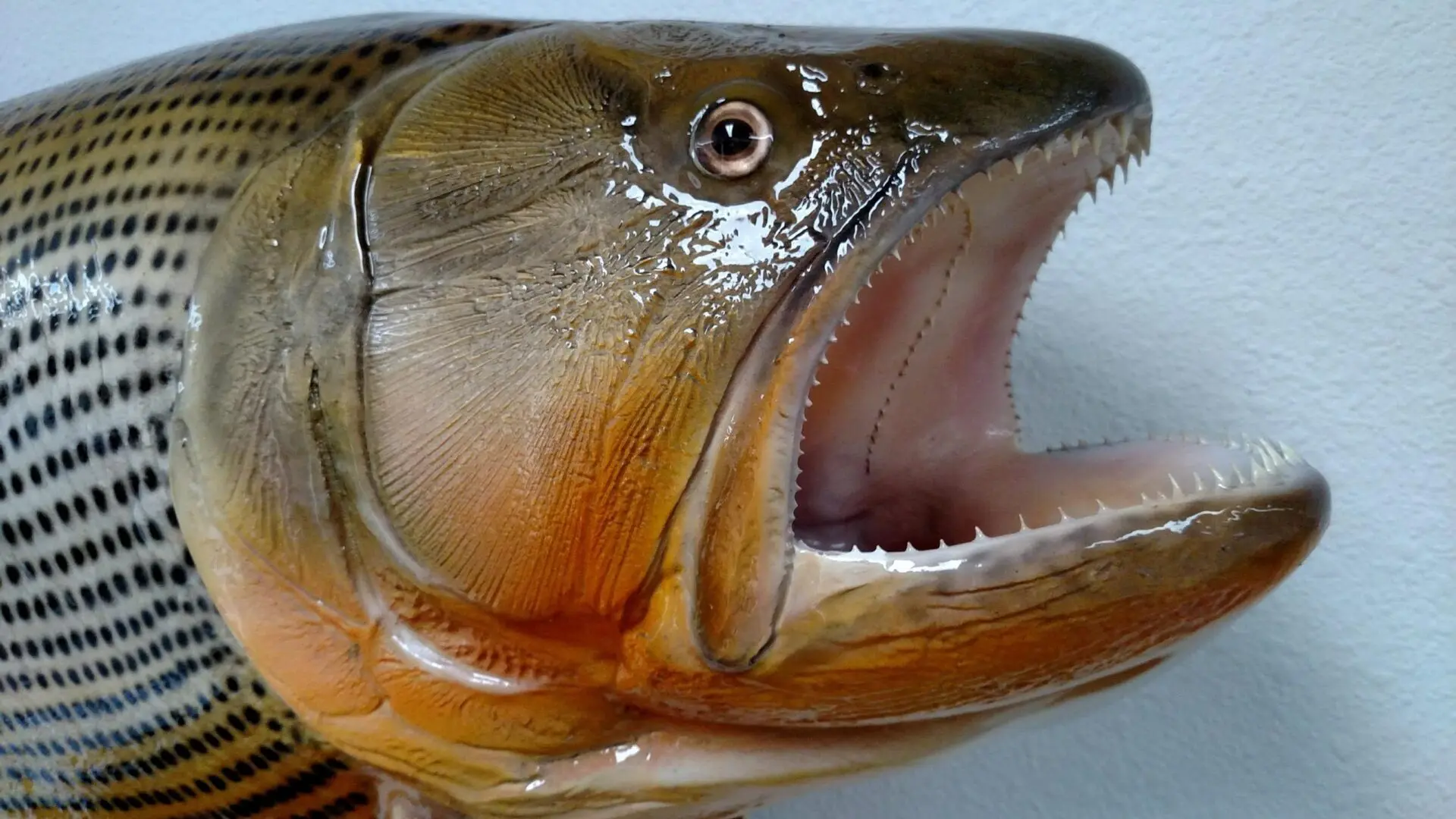The close view of the face of the fish taxidermy