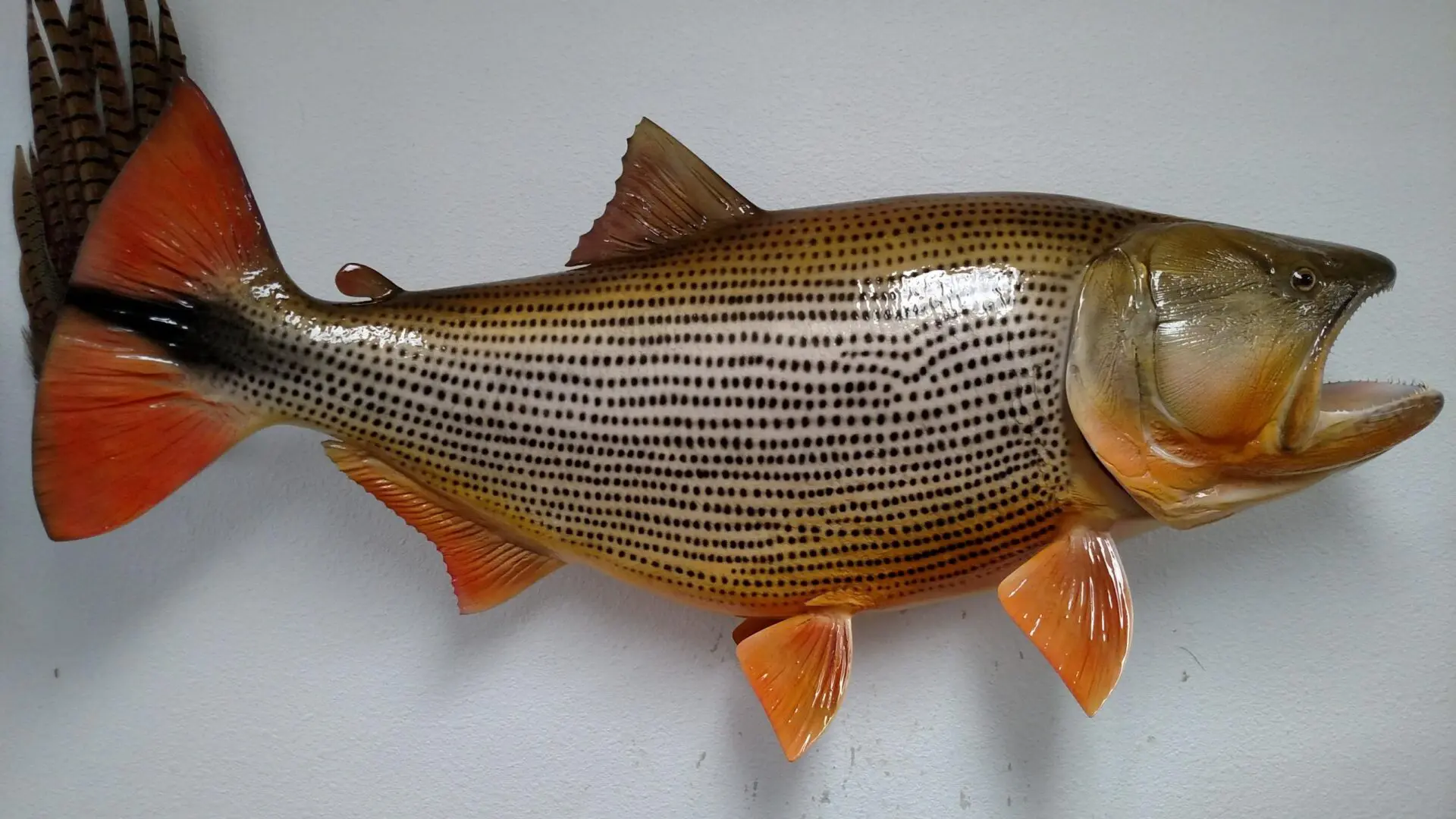 A colorful fish taxidermy available for sale