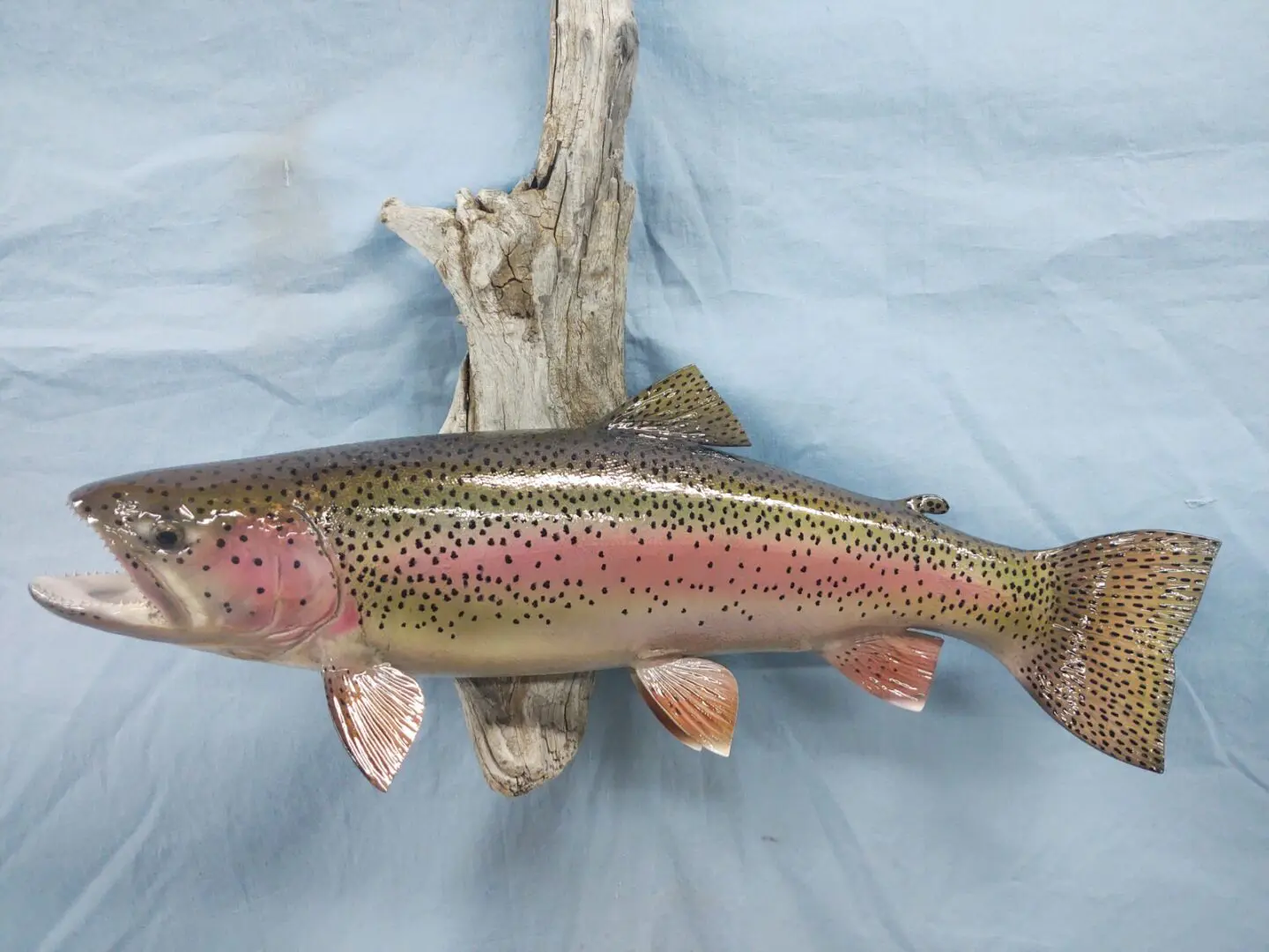 Light pink colored scales on this fish taxidermy