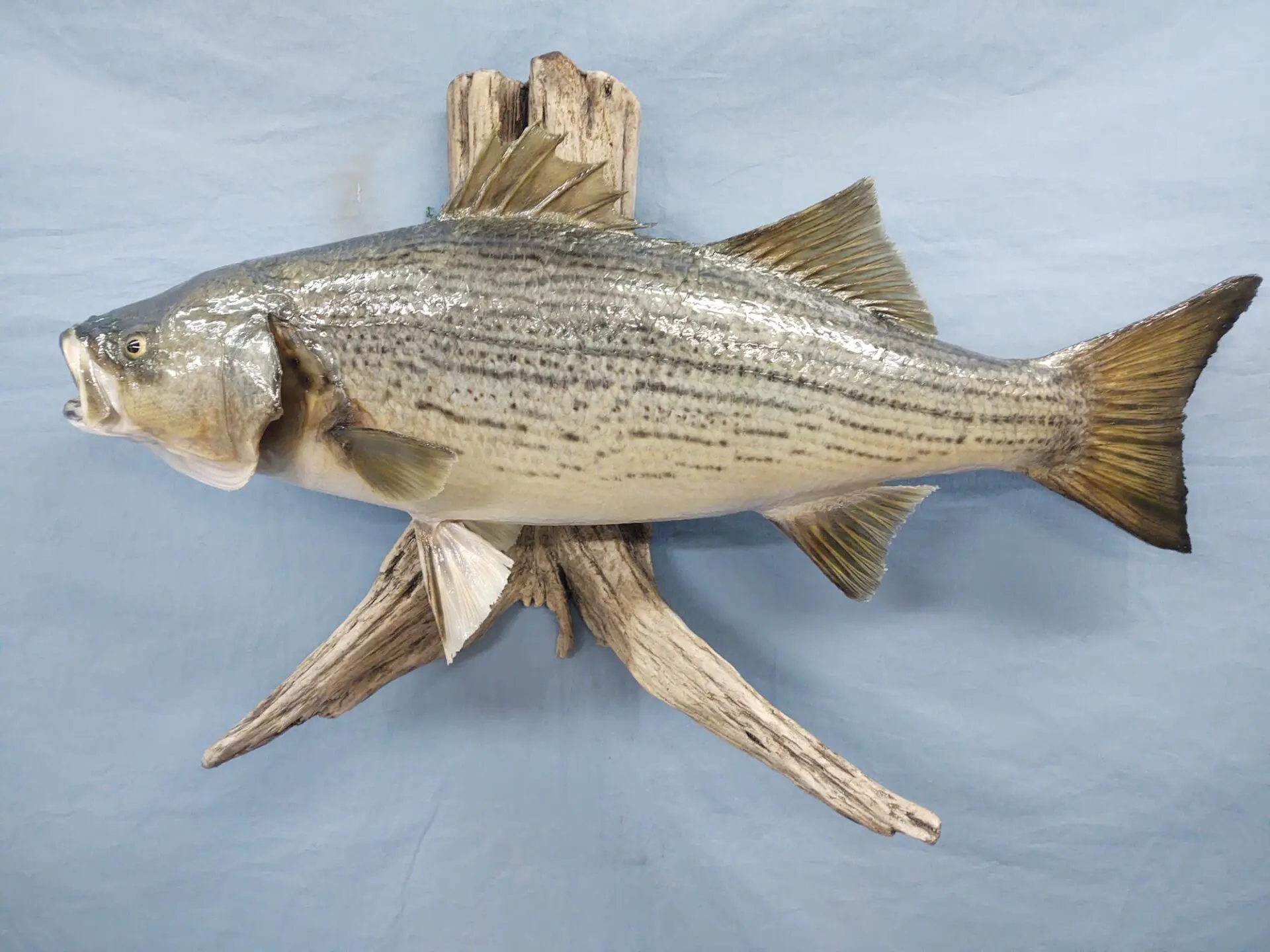 Wall mounted fish taxidermy available on display