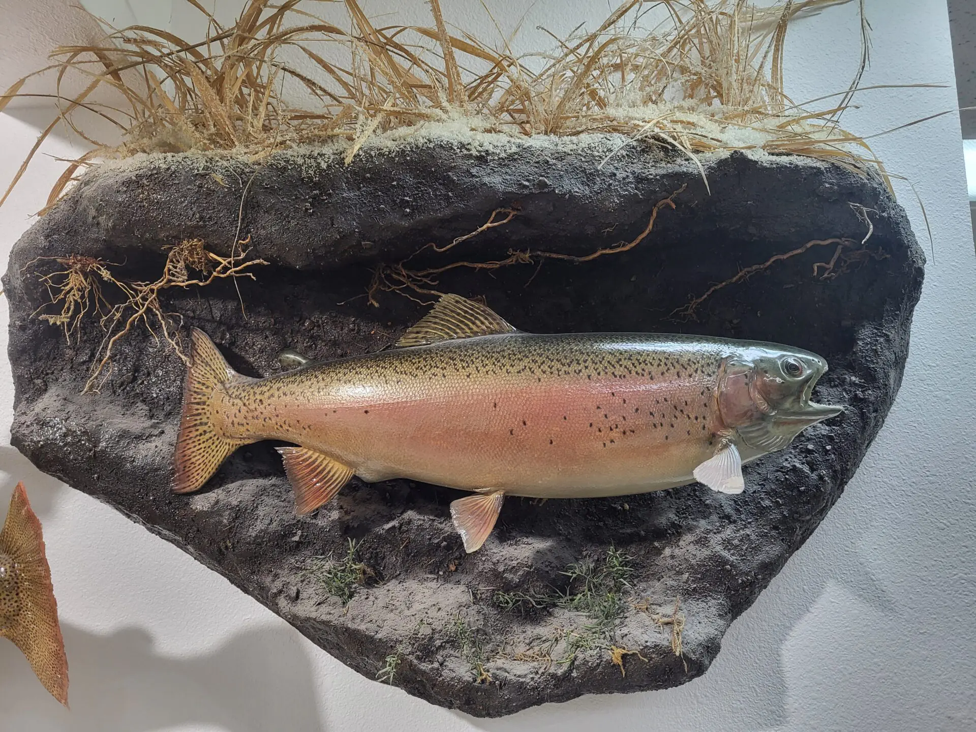 This fish taxidermy is placed on a rock for display