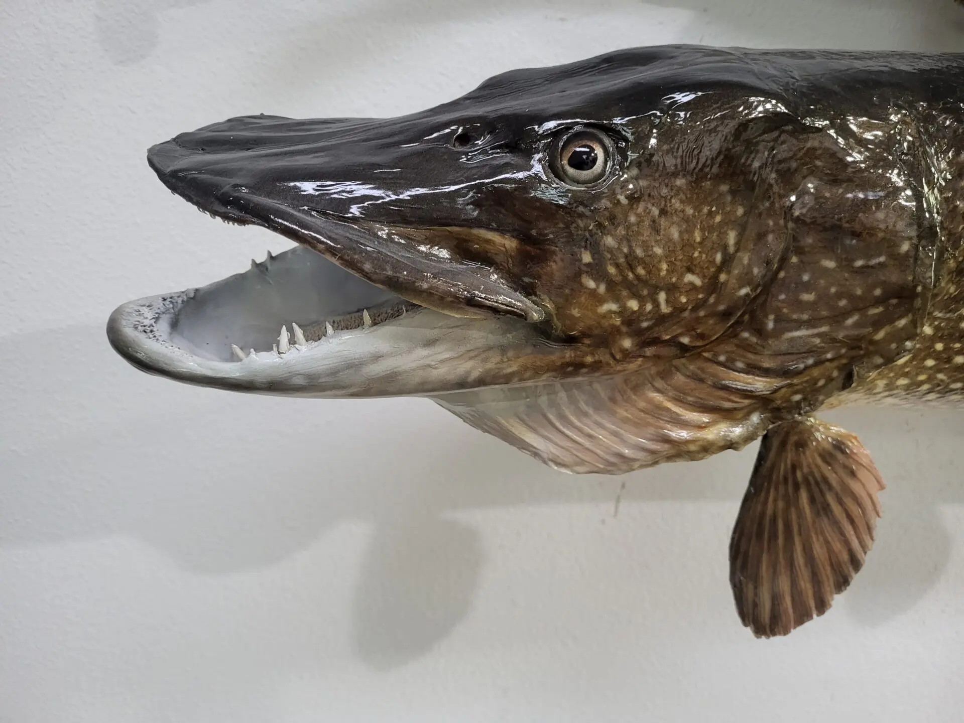 Close shot of the face of a fish taxidermy at the gallery