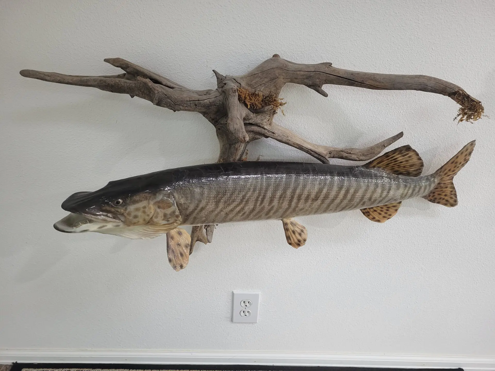 A long length fish taxidermy on display at the gallery