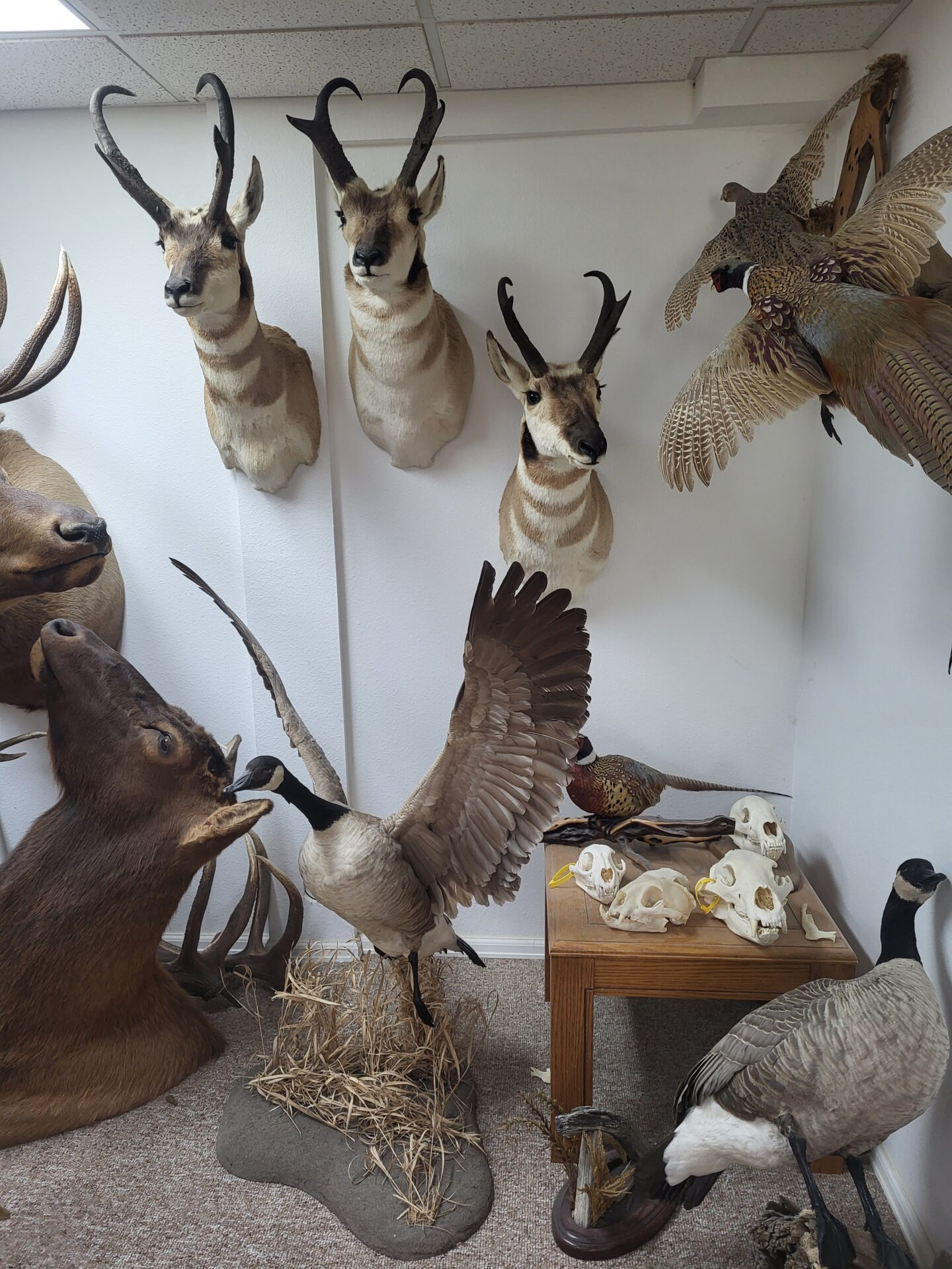 Huge collection of animal taxidermy at Anderson Taxidermy