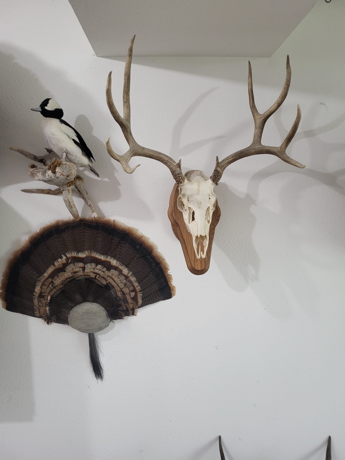Deer Taxidermy mounted on the wall for display