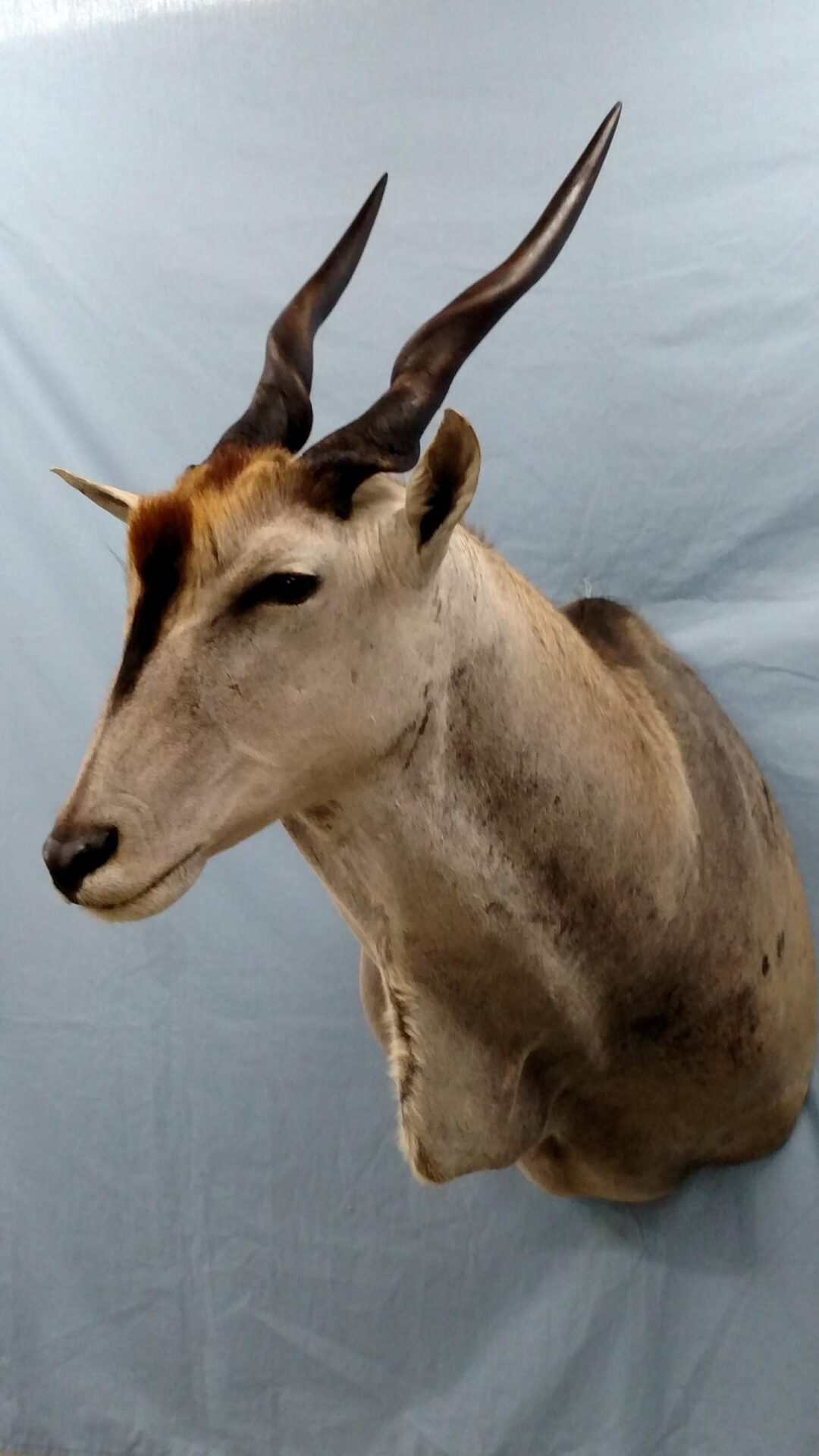 A horned deer taxidermy is available for sale
