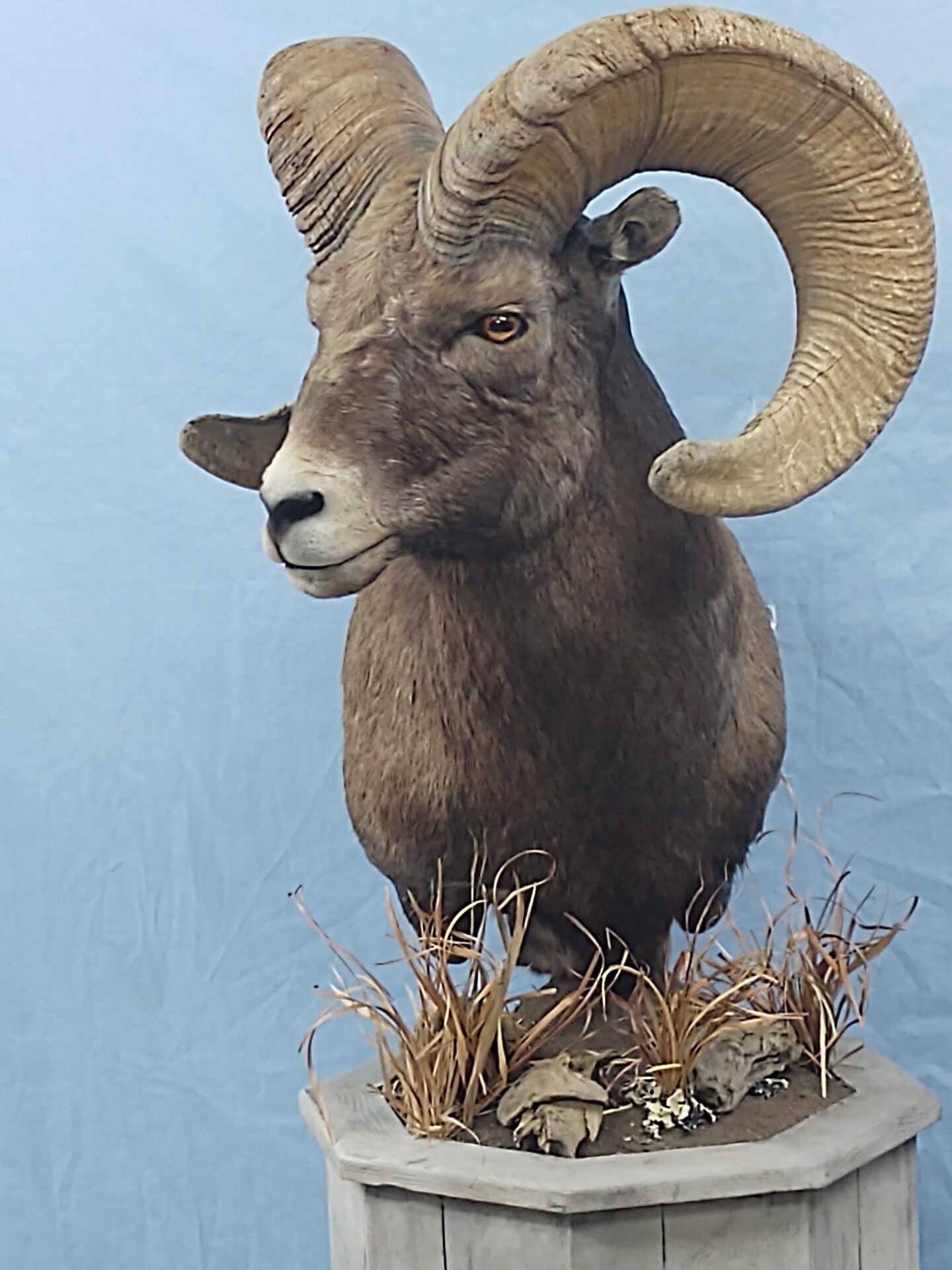 Sheep Taxidermy on display at Anderson Taxidermy