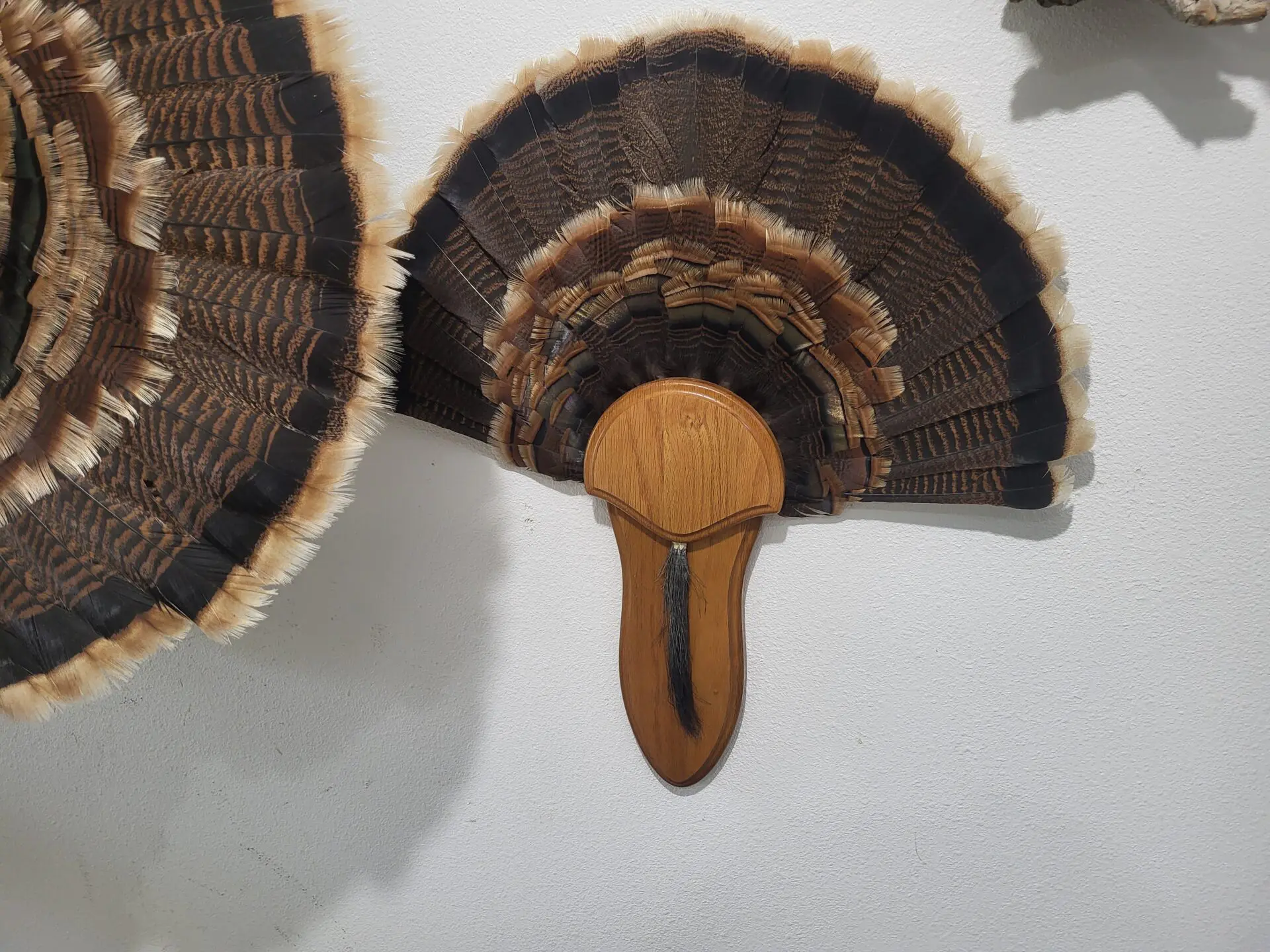 Front view of turkey taxidermy available for sale