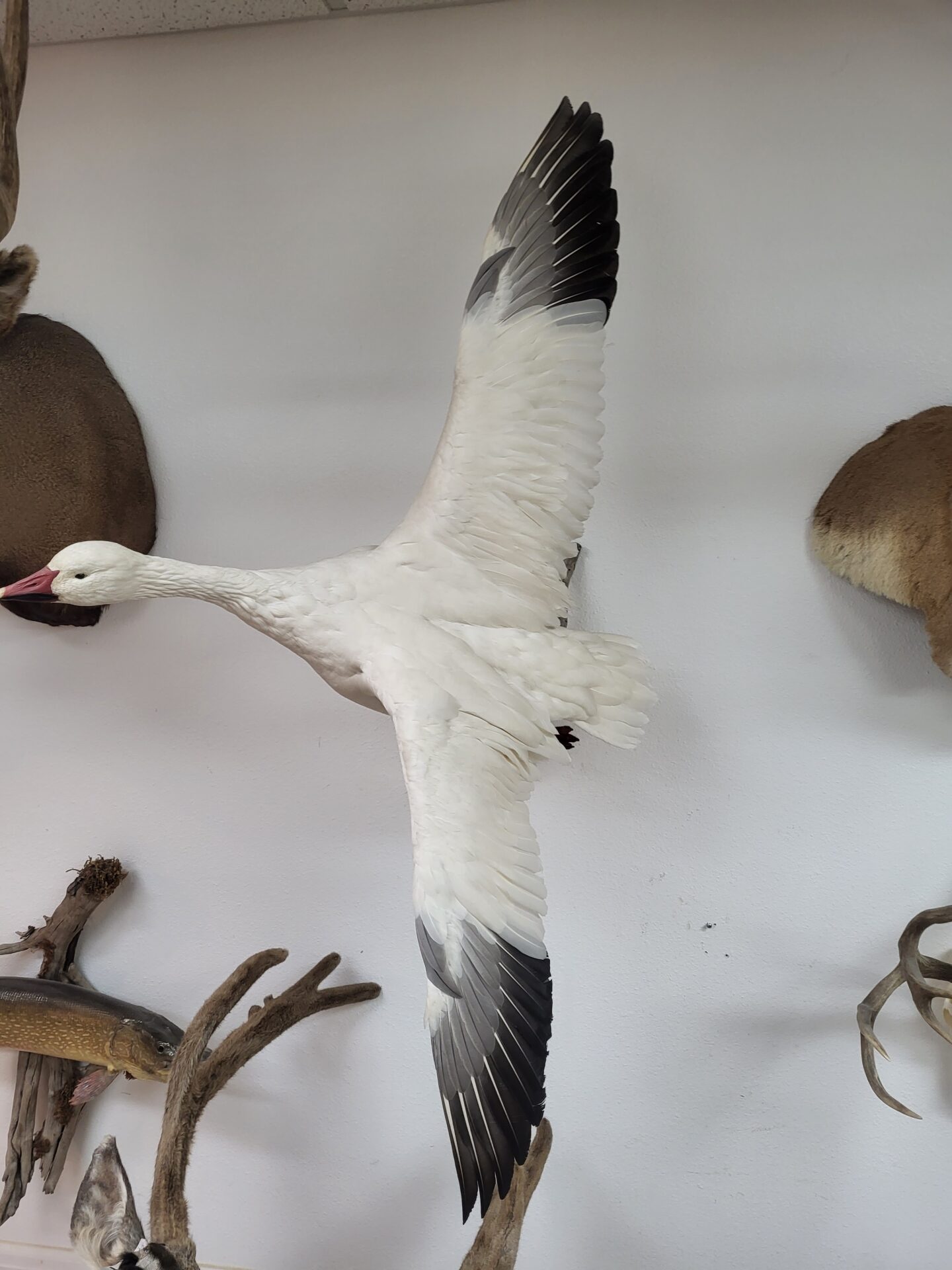 Flying white color waterfowl taxidermy on display