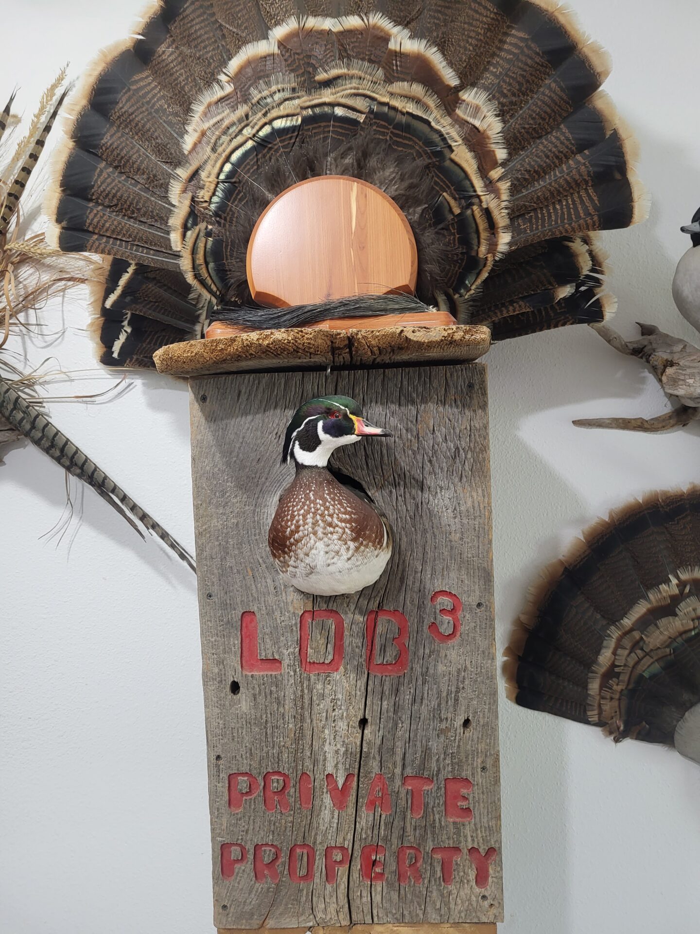 The waterfowl taxidermy can adorn your doors and walls