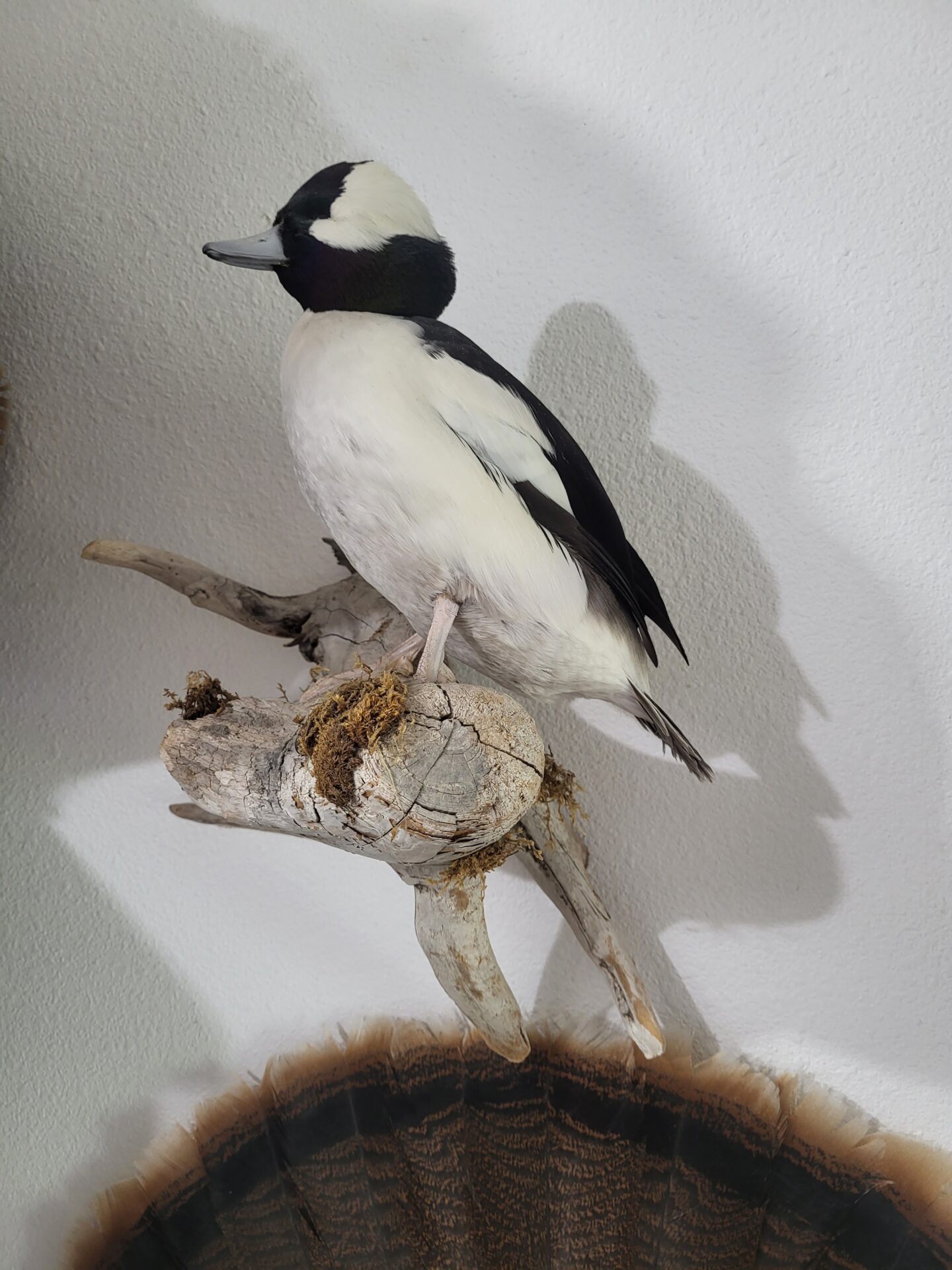 Beautiful waterfowl taxidermy available for sale