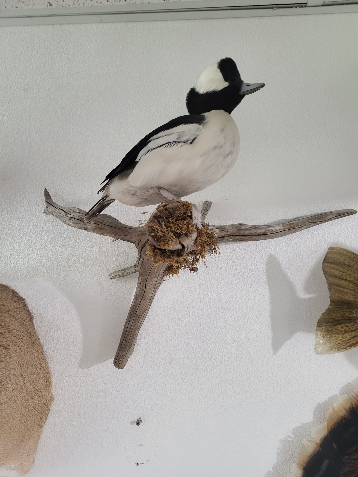 Beautiful waterfowl taxidermy on display at the gallery