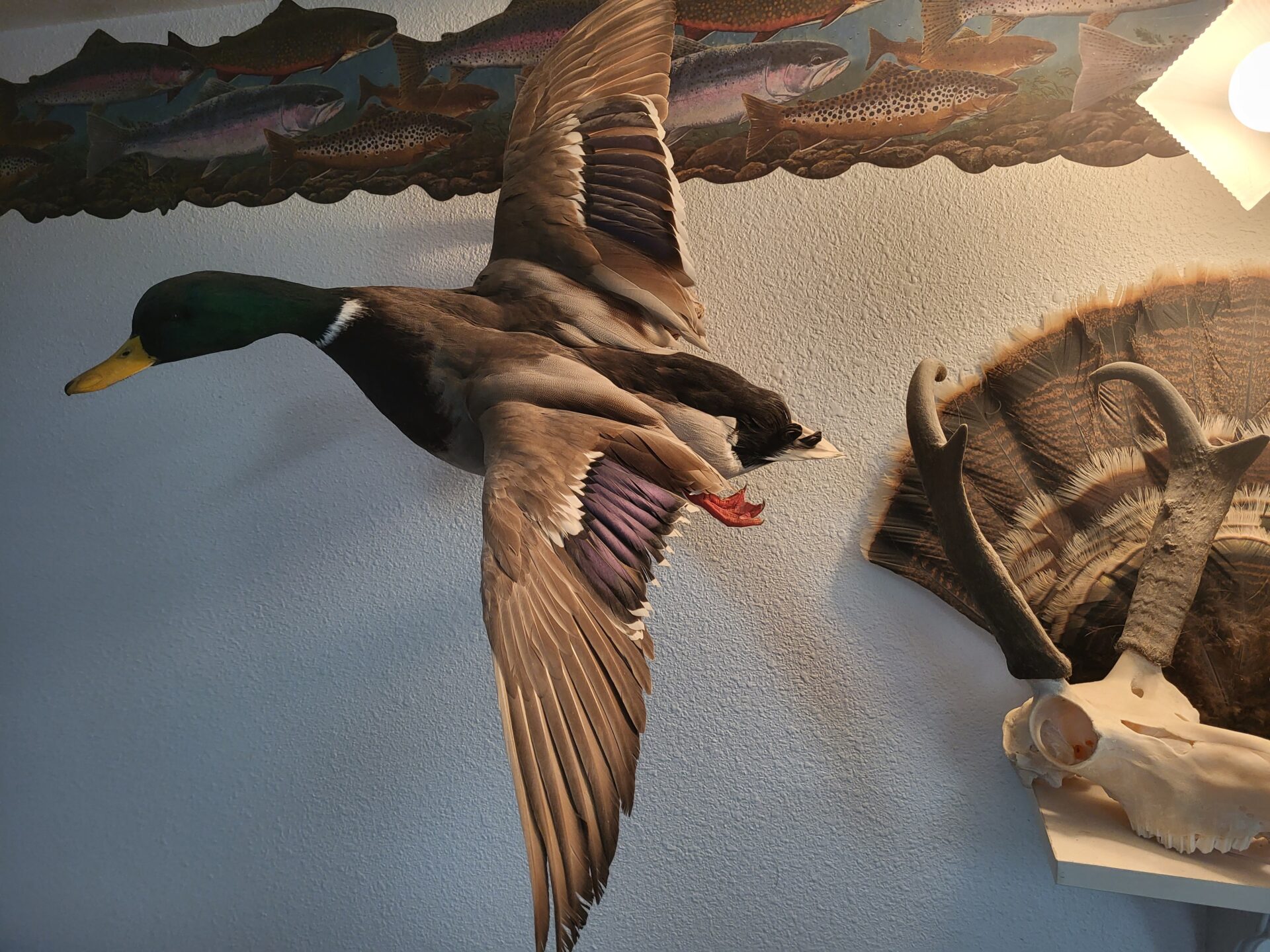 Flying waterfowl taxidermy adorns the gallery walls