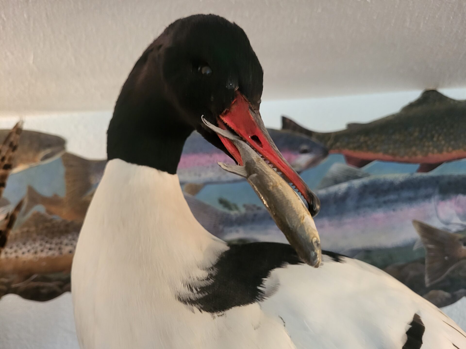 Close face shot of waterfowl taxidermy at the gallery