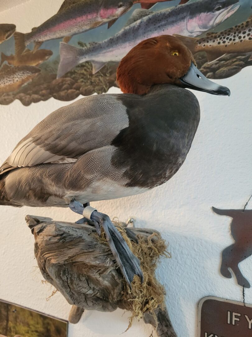 Huge collection of waterfowl taxidermy is available