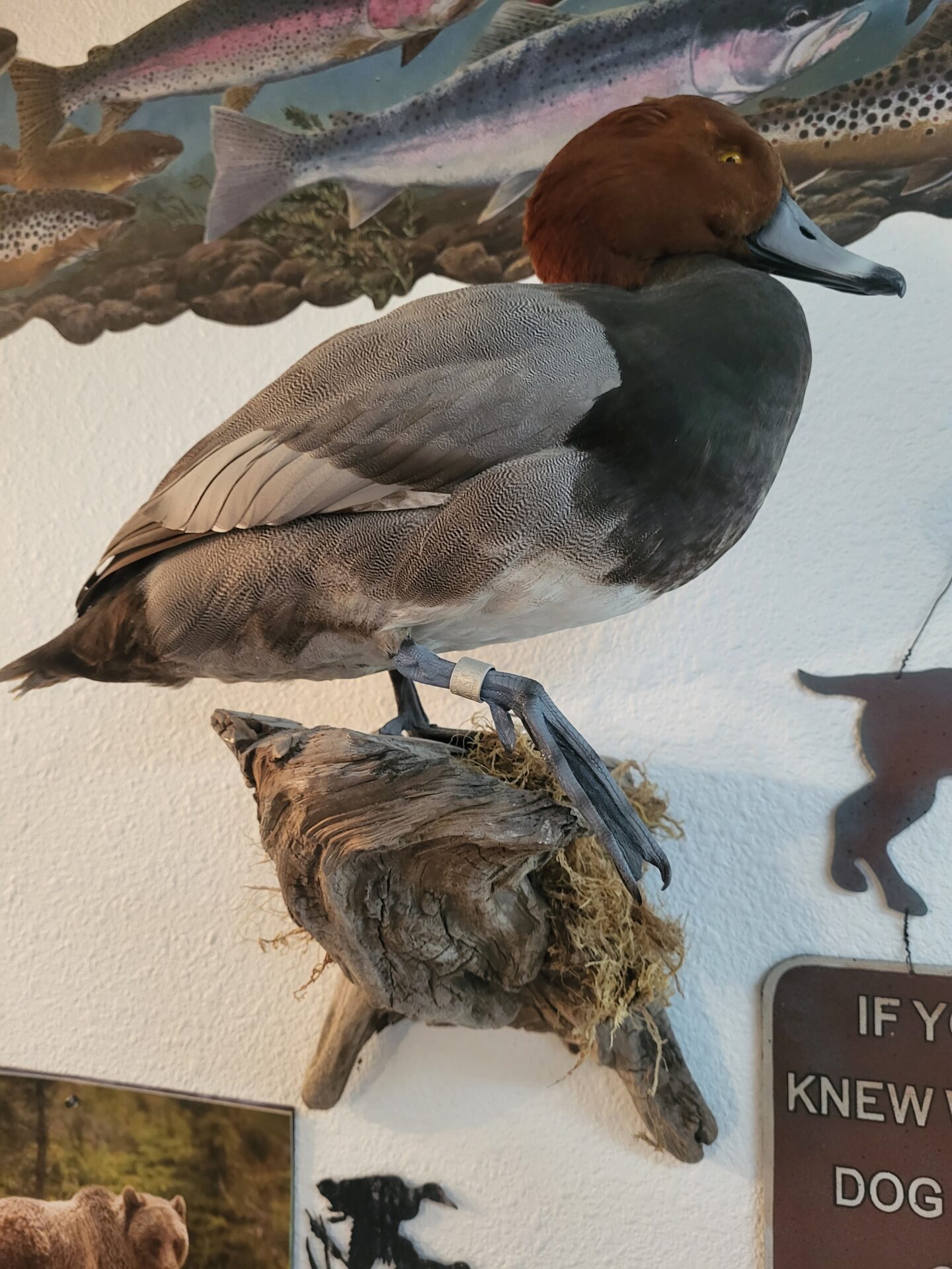 Wide range of waterfowl taxidermy is available
