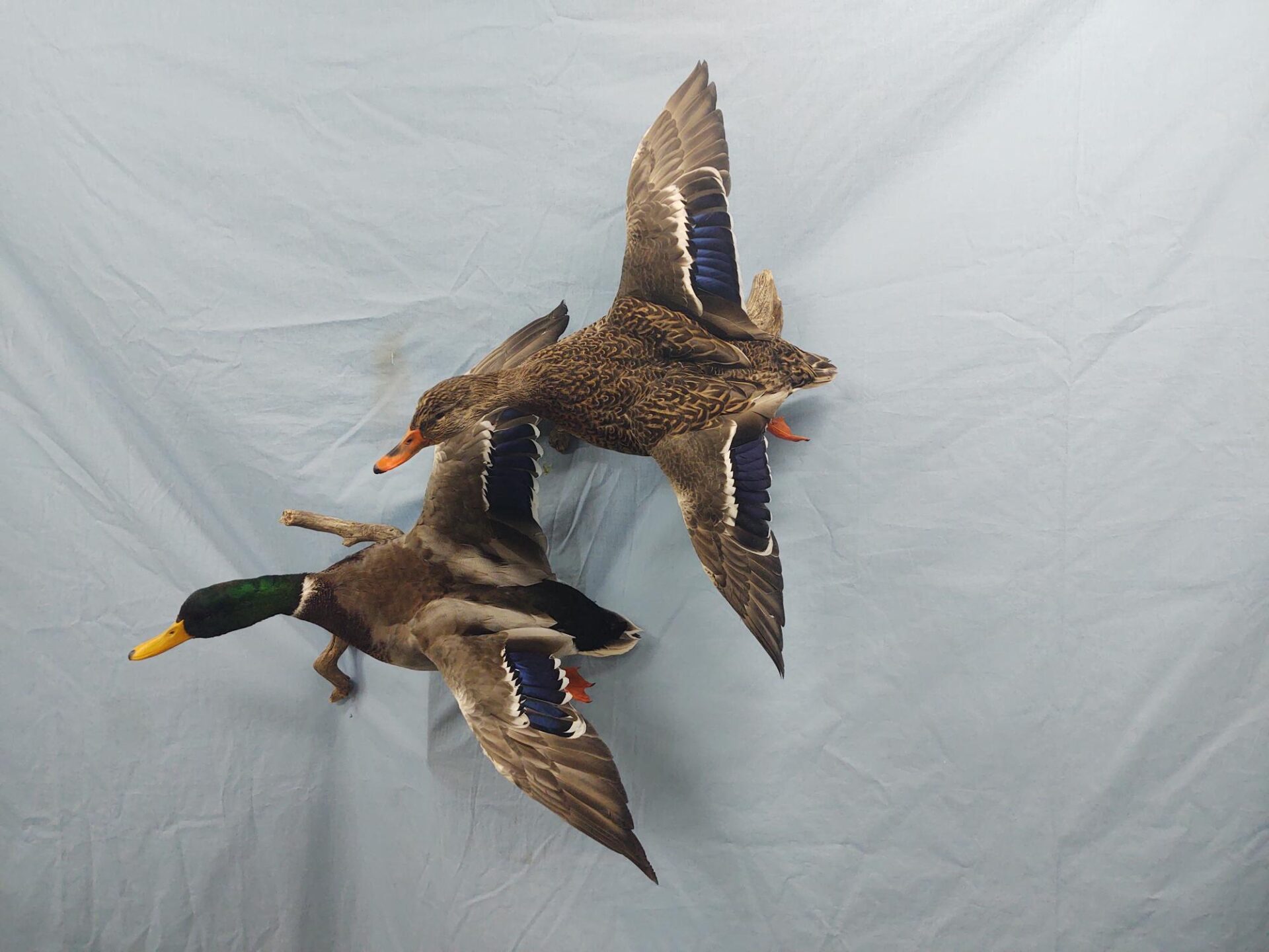 Two flying waterfowl taxidermy is on display