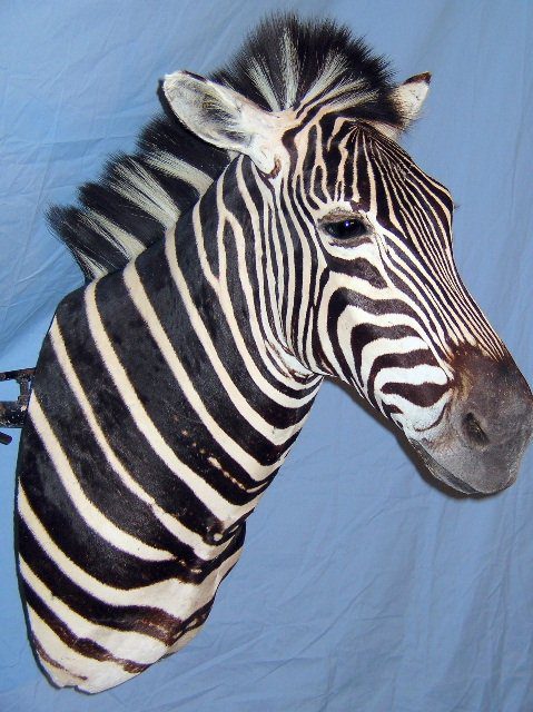 This exquisite zebra taxidermy is available for sale