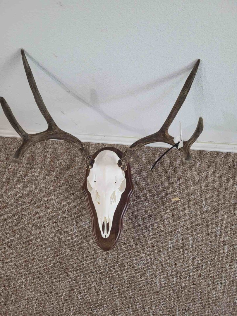 skull of the deer with horns on the wooden frame