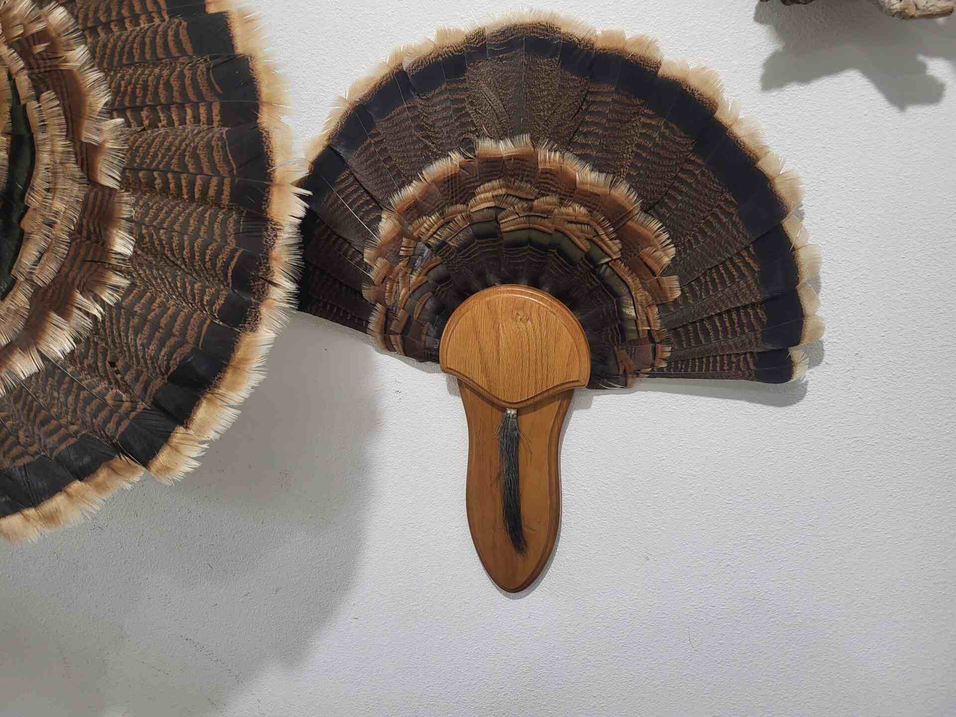 Feathers of the turkey hen hanging on the wall