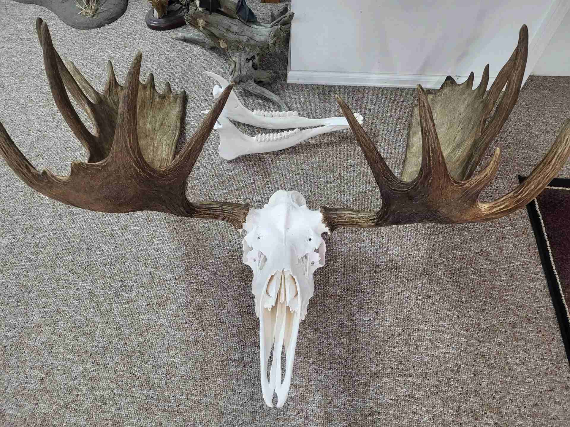 Eagle skull and wings on the floor mat