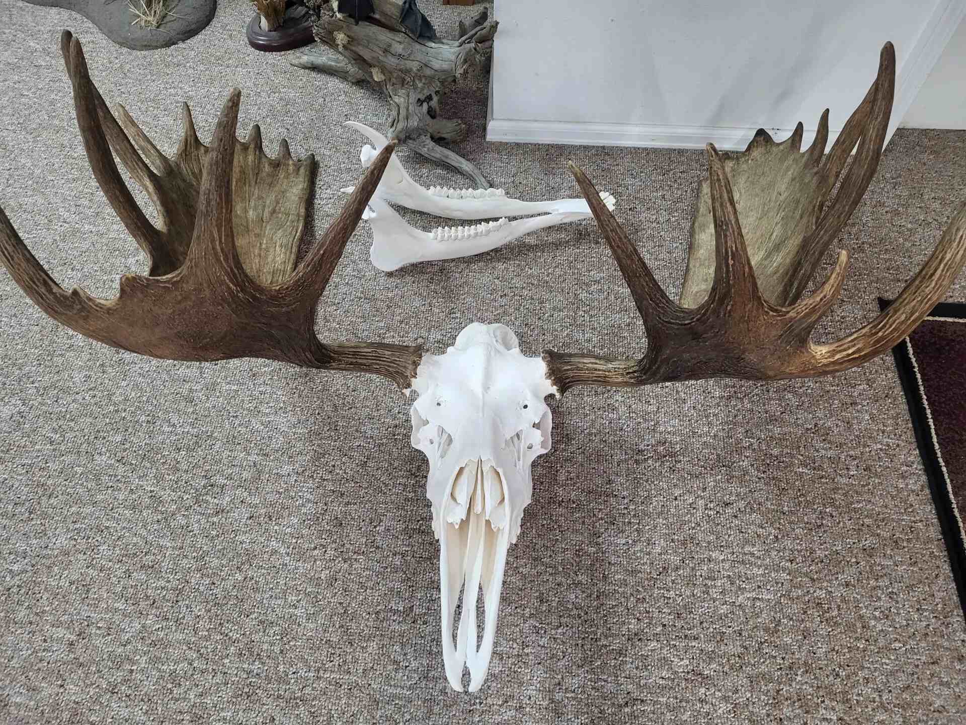 A Deer Skeleton With Horns in Brown